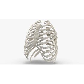 Real Human Rib Thoracic Cage Anatomy White 01 3D model